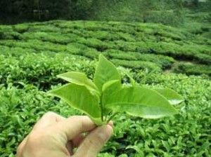 Té verde